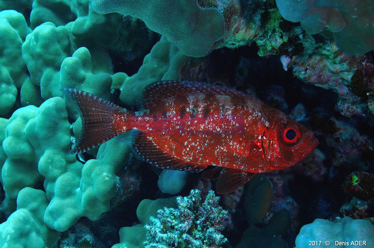 Priacanthus-hamrur Gros yeux soleil-Safaga Gamul kebir-12m-20171120-Denis-ADER-DSC_2982_tn.jpg